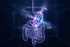 Digital illustration of the stomach and digestive system for bariatric surgery education
