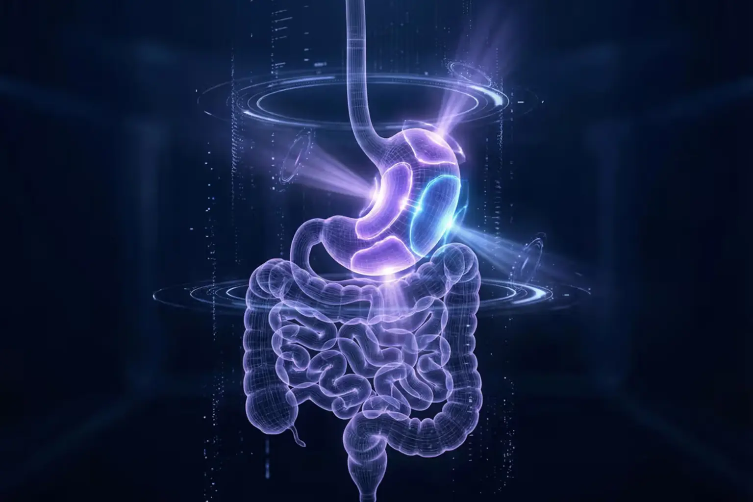 Digital illustration of the stomach and digestive system for bariatric surgery education