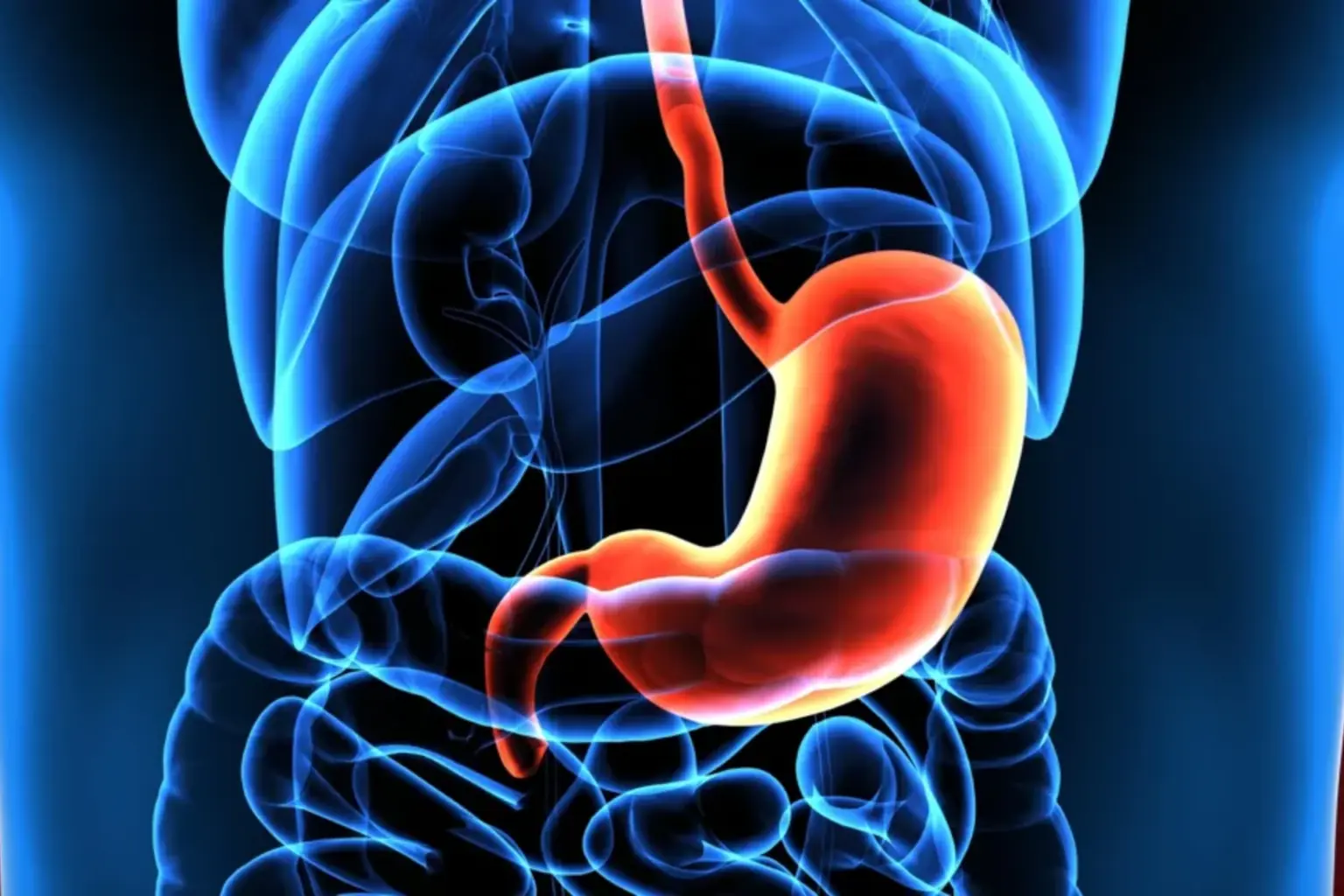 Medical illustration highlighting the stomach for bariatric procedure comparison